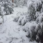 flag-snow-oct2018-stforestry-twitter