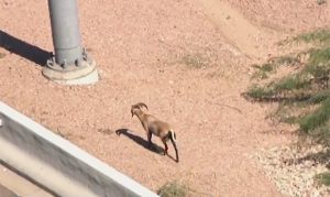 Ram hit by cars, killed while running loose in East Valley