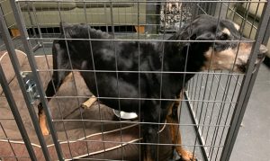 About 50 malnourished dogs found in Mesa animal shelter