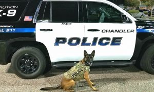 Chandler Police K9 Benzo receives bulletproof vest from donor