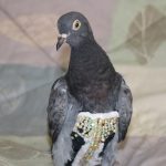 bird-bedazzled2