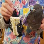 bird-bedazzled3
