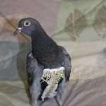 bird-bedazzled4