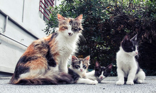 (Pexels.com Photo)...