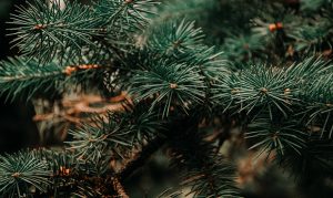 Tonto National Forest announces Christmas tree permit sales