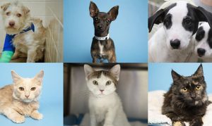 Arizona Humane Society needs foster homes for more than 80 cats and dogs