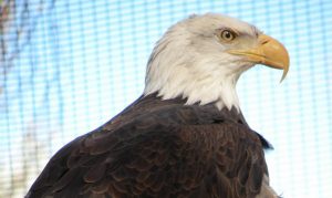 Bald eagle Polaris, who lived at the Phoenix Zoo for 31 years, dies