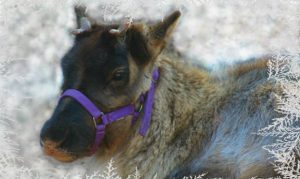 Phoenix Zoo wants help naming baby reindeer visiting for holidays