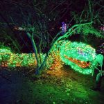 zoolights-insta