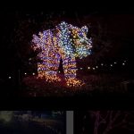 zoolights3-insta