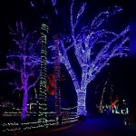 zoolights4-insta