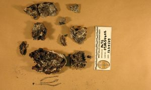 'Cold': Experiment rules out possible origins of evidence in Powell case