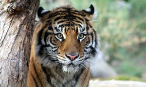 Phoenix Zoo welcomes 4-year-old tiger from Washington state