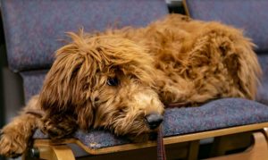 Chandler Police introduces adorable new therapy dog, Annie