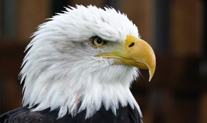 Arizona department now offering livestream of nesting bald eagles