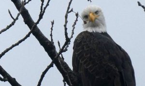 Parts of Tonto National Forest closed through June to protect bald eagles