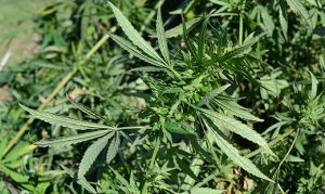 Hemp farms could come to Arizona sooner than expected