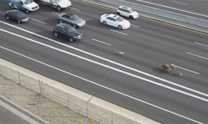 Pack of dogs captured safely after running along Phoenix freeway