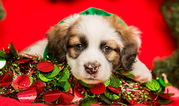 (Arizona Humane Society Photo)...