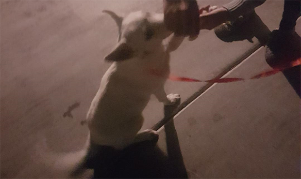 (Phoenix Police Photo)...