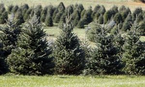 Arizona ranks low on list of states with holiday spirit