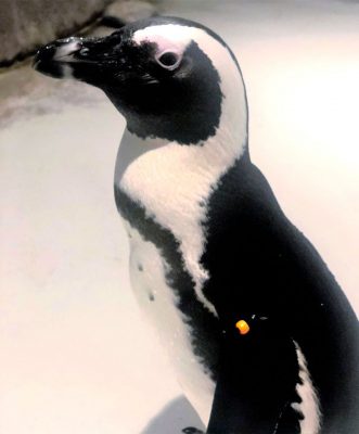 African penguin born at Scottsdale's OdySea Aquarium, more