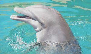 Dolphinaris Arizona announces death of 11-year-old dolphin Khloe
