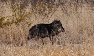 Man injured after dog runs after javelina in Phoenix area