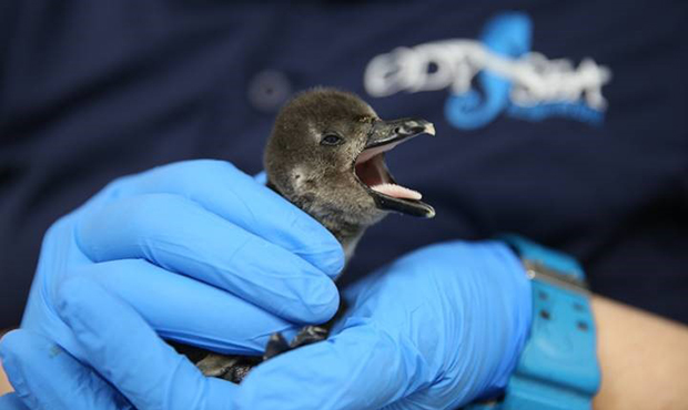 (OdySea Aquarium Photo)...