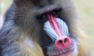 Phoenix Zoo primate Spock dies at 24 from long-standing health woes