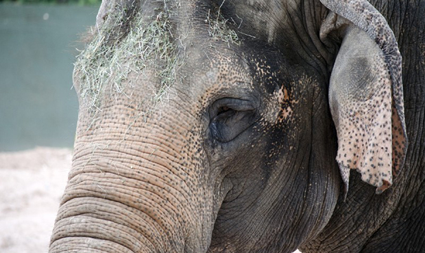(Phoenix Zoo Photo)...