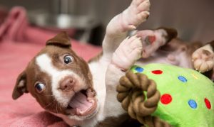 Puppy with paws damaged by rubber bands recovering at Phoenix shelter
