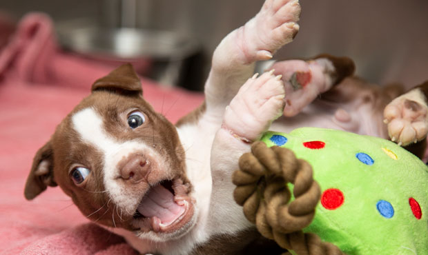 (Arizona Humane Society Photo)...
