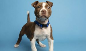 With paws healed, Little Foot ready for adoption at Phoenix shelter