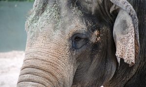 Asian elephant Indu undergoes successful procedure at Phoenix Zoo