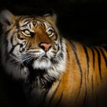 Suriya