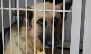 Phoenix-area animal shelters gear up for influx of strays in summer months