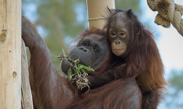 (Phoenix Zoo Photo/John Quoyawayma)...