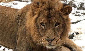 Mane man: Phoenix Zoo acquires male lion named Boboo