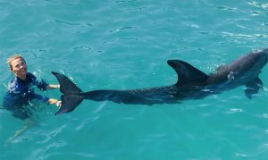 Animals 'doing well' after being moved from Dolphinaris Arizona
