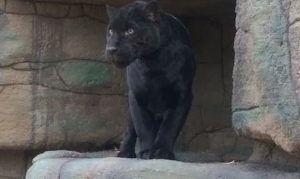 After Arizona jaguar attack, expert reminds public of role in zoo safety