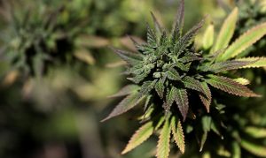 New poll shows over half of Arizonans support legalizing marijuana