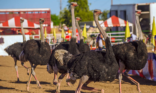 (Ostrich Festival Facebook Photo)...