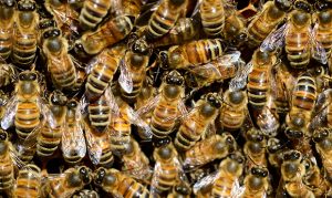 Southern Arizona man dies after being stung by swarm of bees