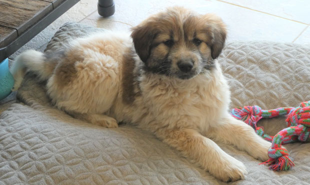 (Foothills Animal Rescue Photo)...