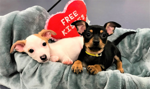 Pet rescue in Tempe looking for foster homes during renovation
