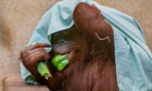 Phoenix Zoo welcomes 14-year-old Rayma to its orangutan family