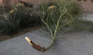 Wind gusts reaching nearly 50 mph blast through Arizona on Wednesday