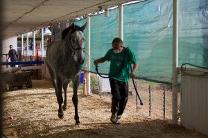 Why are so many horses dying? Turf Paradise looks to find answers