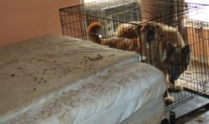 Arizona woman arrested for animal cruelty over 'shocking' conditions